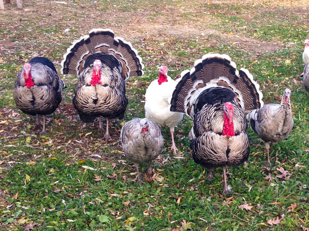 turkeys 2014